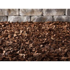 Shagbark Hickory (Carya laciniosa)