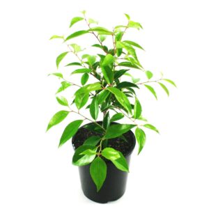 goldenbox (Xylosma congestum)