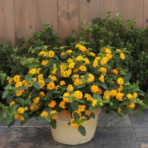 New Gold Lantana (Lantana camara)
