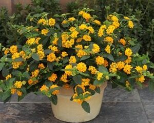 trailing yellow lantana (Lantana montevidensis)