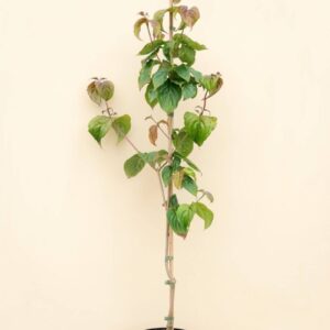 Kousa Dogwood (Cornus kousa)