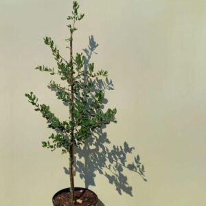 Cork Oak (Quercus suber)