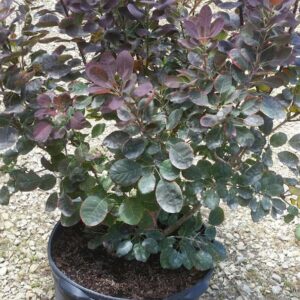 Purple Smoke Tree (Cotinus coggygria 'Purpureus')